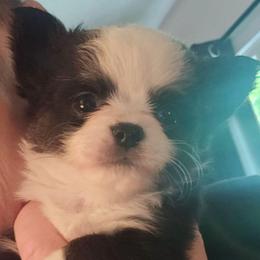 Puppy 2 - Black and white male Chihuahua puppy in Springfield, Missouri from Casadelopez Tails