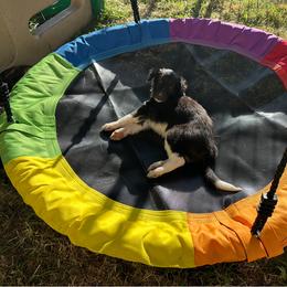 Silken Windhound Puppies from Luminous Silken Windhounds
