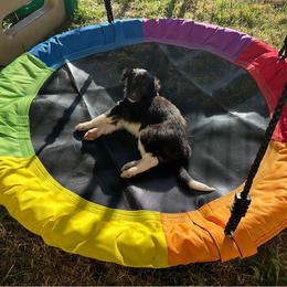 Silken Windhound Puppies from Luminous Silken Windhounds
