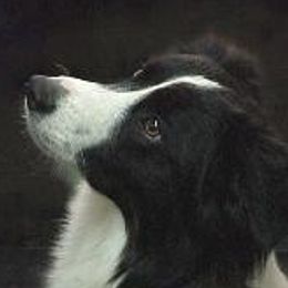 Border Collies from HiTop Border Collies