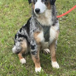 Aspen - Australian Shepherd