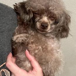Daphnie - Poodle