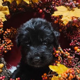 Mr White - Black male German Shepherd puppy in Newaygo, Michigan from Sterley Shepherds