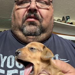 Dachshund Puppies from Witchy Woman’s Wiener’s