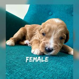 Girl 2 - Red  female Goldendoodle puppy in Glendale, Arizona from Follow Your Bliss Doodles