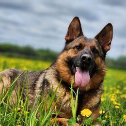 Vodka - German Shepherd