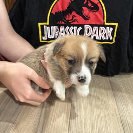 Roger - Red male Pembroke Welsh Corgi puppy in Delton, Michigan from CorGizmo