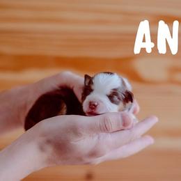 Miniature American Shepherd Puppies from Mini Aussie Florida