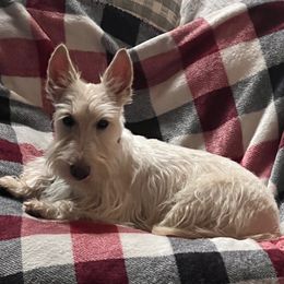 Piper - Scottish Terrier