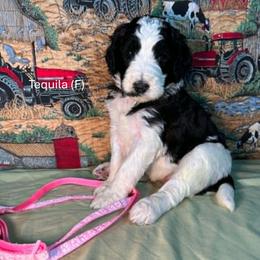 Tequila - Parti female Goldendoodle puppy in Water Valley, Mississippi from Olympian Doodles