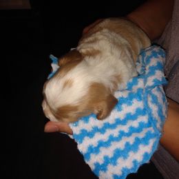 Cooper - Tan and white male Cavachon puppy in Millersburg, Ohio from My Furry Friends