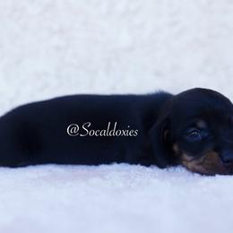George - Black and tan male Dachshund puppy in Apple Valley, California from Socaldoxies