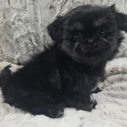 Saffron - Red female Shih Tzu puppy in Maize, Kansas from Air Capital Shih Tzu Puppies