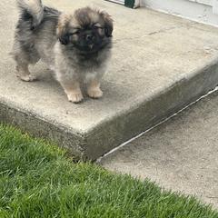 Tibetan Spaniel Puppies from Trinity Tibetan Spaniels