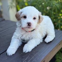 Popsicle - White male Sheepadoodle puppy in Wharton, Texas from Little Fur Friends