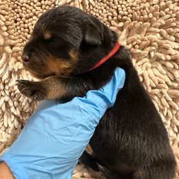 Pick 4 - Black and mahogany male Rottweiler puppy in Lyons, Indiana from White River Rottweilers