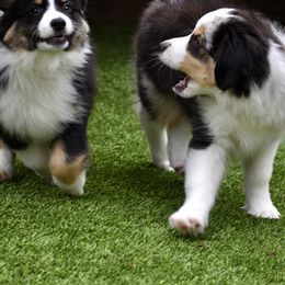 Australian Shepherd and Miniature American Shepherd Puppies from Bright Heart Aussies & Miniature American Shepherds