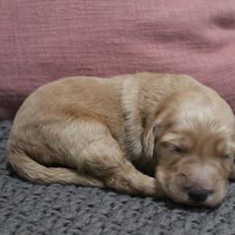 Goldendoodle Puppies from Silver Barn Doodles