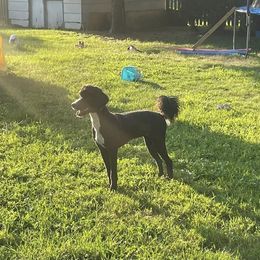 Luna - Bernedoodle