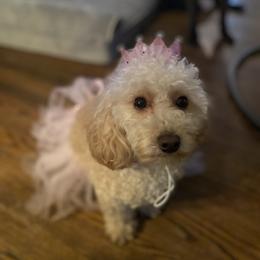 Poodle Puppies from Singing Sands Poodles