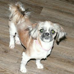 Nadia - Shih Tzu