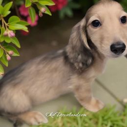 Sammy - Cream male Dachshund puppy in Oklahoma City, Oklahoma from OkieDoxieland Dachshunds
