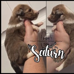 Saturn - Sable merle and white male Shetland Sheepdog puppy in Lebanon, Tennessee from Henotic Homestead's Shetland Sheepdogs
