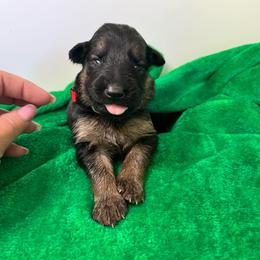 Puppy 6 - Black and tan female German Shepherd puppy in Grand Rivers, Kentucky from Von Frieden German Shepherds LLC