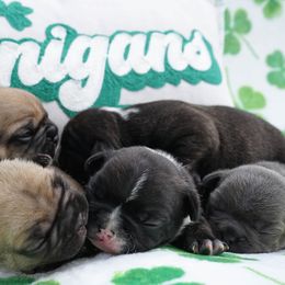 French Bulldog Puppies from Busy Bee French Bulldogs