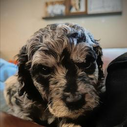 Ruby - Blue merle female Aussiedoodle puppy in Yacolt, Washington from Aussiedoodles by Maggie