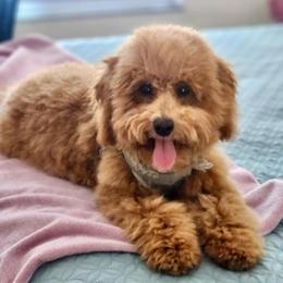 Peony girl - Red  female Goldendoodle puppy in Rio Linda, California from Plush Doodles