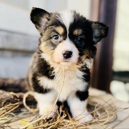 Gracie-White collar female - Black and tan female American Corgi puppy in Benjamin, Utah from Nuna’s  Corgis