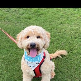 Bernedoodle and Goldendoodle All Grown Up from Allie's Southern Doodles