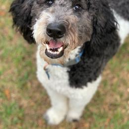 Labradoodle and Poodle All Grown Up from Labradoodles of North Texas