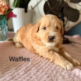 Waffles - Brown and white male Bernedoodle puppy in Denver, Pennsylvania from Redcay's Mini Bernedoodles