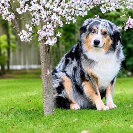 Bella - Australian Shepherd