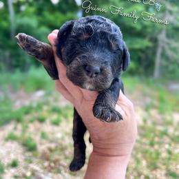 Chief Wallaby - Phantom male Bernedoodle puppy in Grove, Oklahoma from Guinn Family Farms