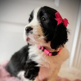 Pink Girl (Dora the Explorer) - Black and white female English Springer Spaniel puppy in Spanish Fork, Utah from Orchard Hill English Springer Spaniels