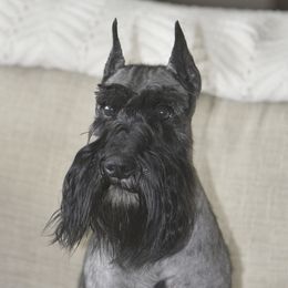 Charlie - Miniature Schnauzer