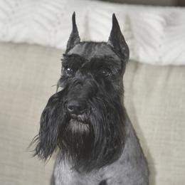 Charlie - Miniature Schnauzer