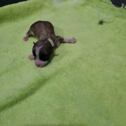 Girl 1 - Red sable female Havanese puppy in Sebeka, Minnesota from Bydand Newfoundlands & Whimsical Havanese