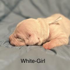 White Girl - Dogo Argentino puppy in Iowa from Lucky 7 Dogos