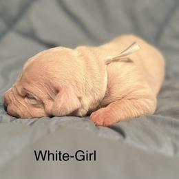 White Girl - Dogo Argentino puppy in Iowa from Lucky 7 Dogos