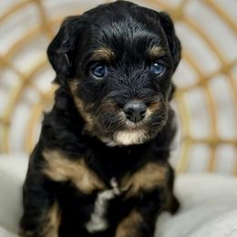 Rainy - Black phantom female Aussiedoodle puppy in Sterling, Colorado from North 40 Doodles