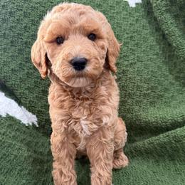 Grey - Apricot male Goldendoodle puppy in Bakersfield, California from Lavish Doodles