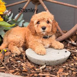 Stanley - Apricot male Cavapoo puppy in Oxford, Pennsylvania from FriendlyPals