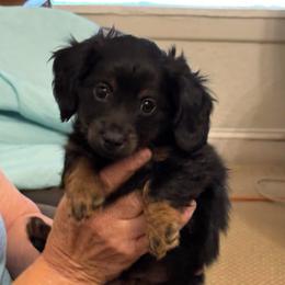 Roscoe - Black and tan male Dachshund puppy in Hawley, Texas from Foxy’s Dachshunds & Toy Aussies
