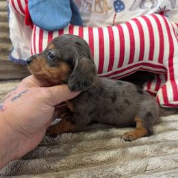 Amanda - Gray (blue) and tan female Dachshund puppy in Barnard, Missouri from KB Doxies