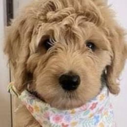 Goldendoodle Puppies from The Bruce Farm