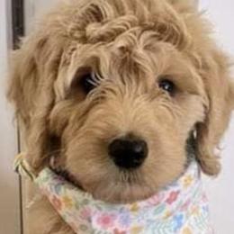Goldendoodle Puppies from The Bruce Farm